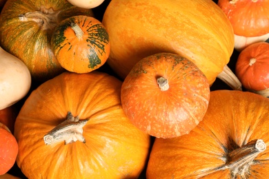 Many different pumpkins as background, closeup. Autumn holidays