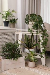 Cozy room interior with different beautiful houseplants near window