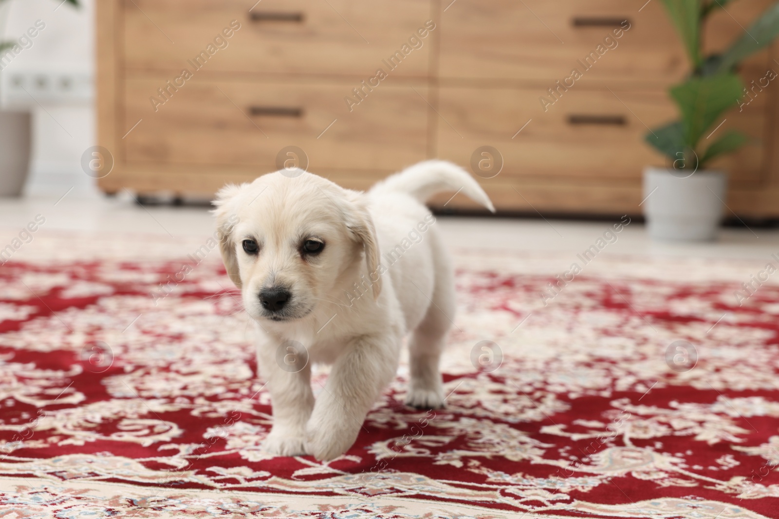 Photo of Cute little puppy on carpet indoors. Space for text