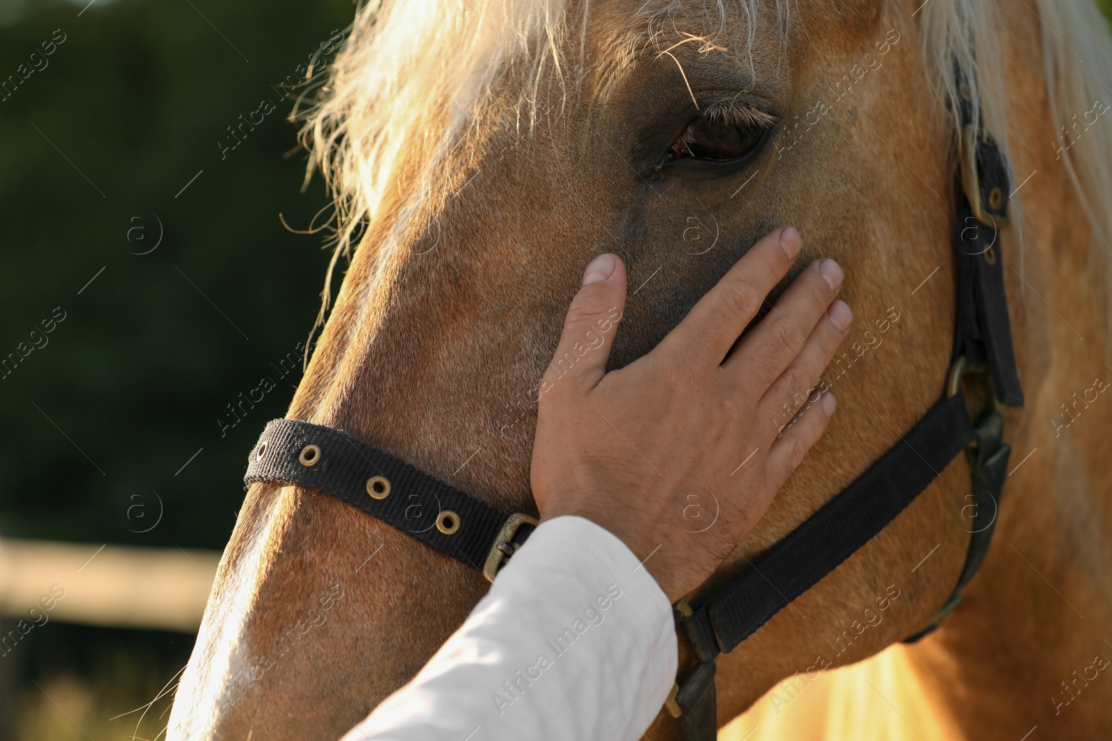Photo of Man with adorable horse outdoors, closeup. Lovely domesticated pet