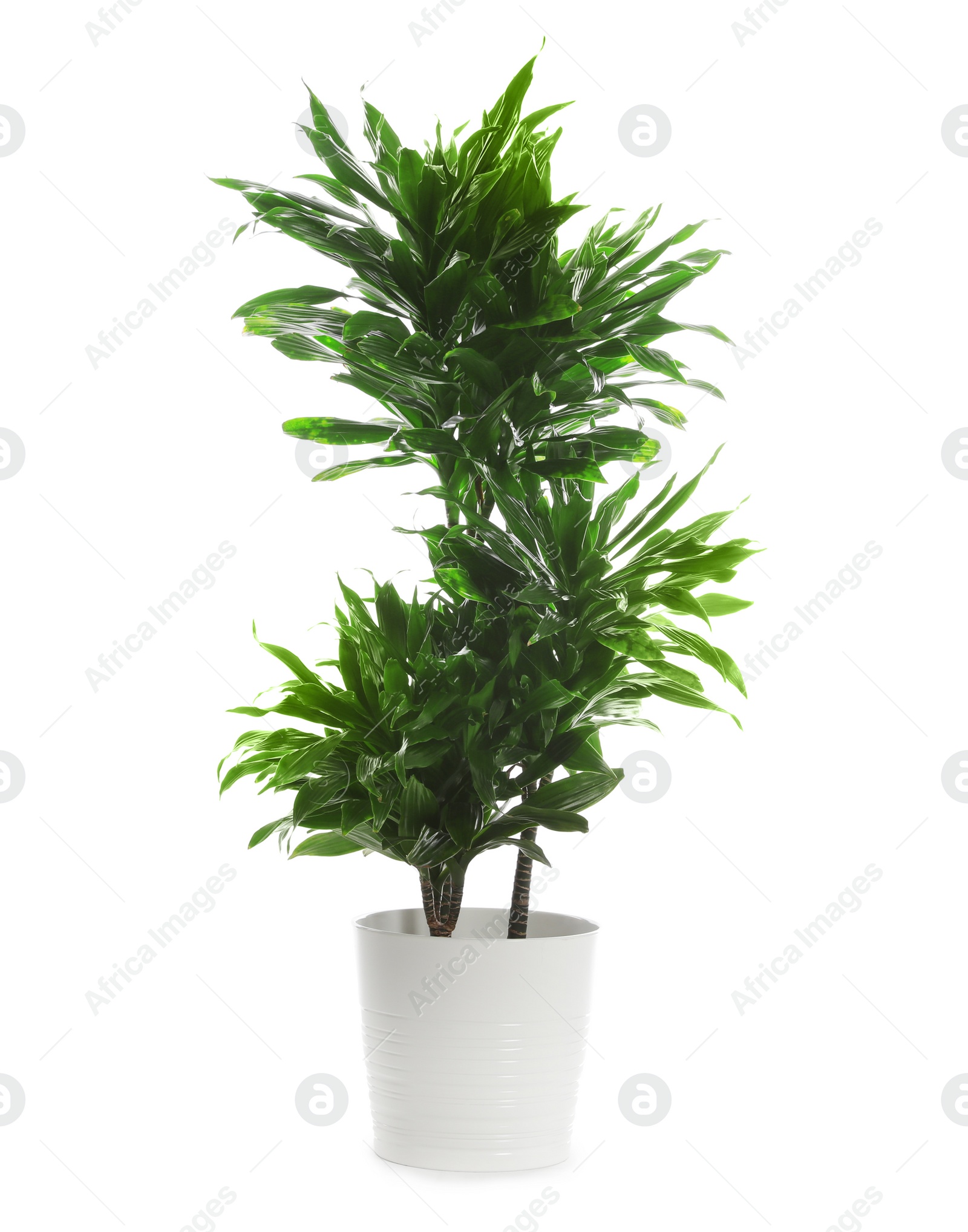 Photo of Pot with Dracaena plant isolated on white. Home decor