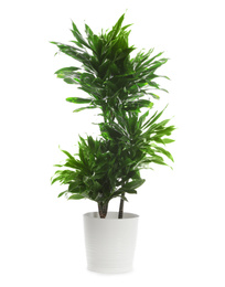 Pot with Dracaena plant isolated on white. Home decor
