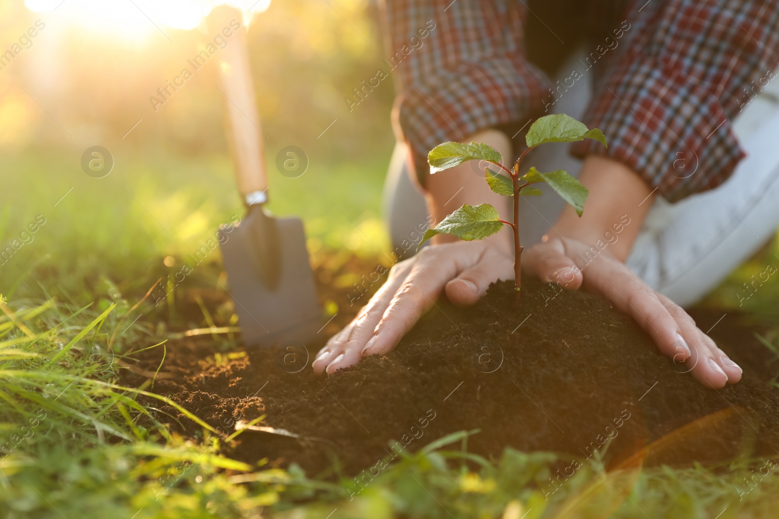 Photo of Woman planting young tree in garden, closeup