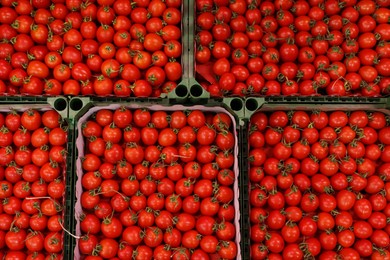 Photo of Many fresh tomatoes in containers as background, top view