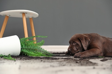 Photo of Chocolate Labrador Retriever puppy with overturned houseplant at home