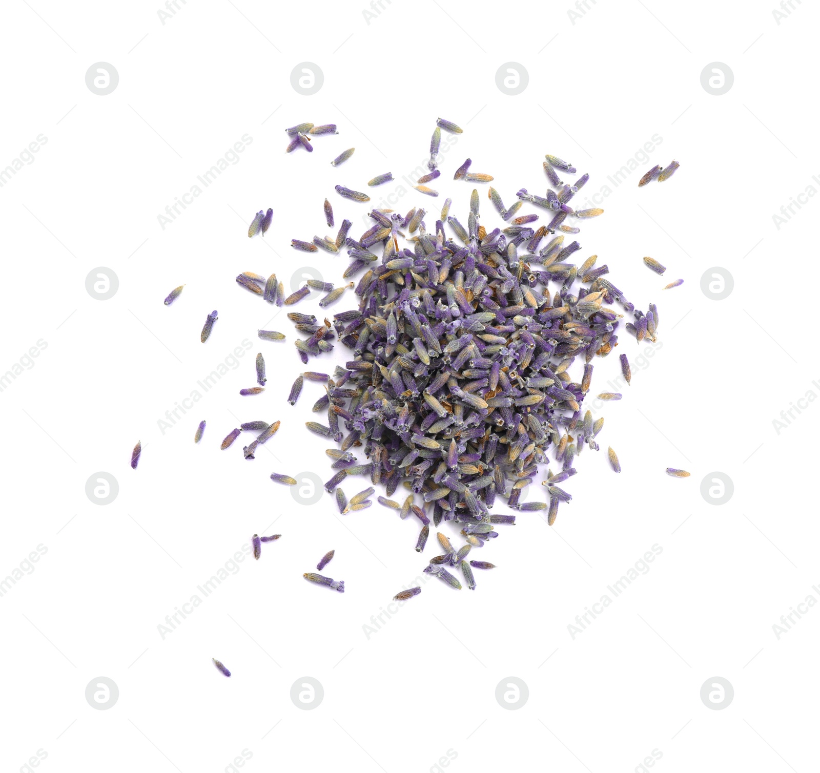 Photo of Beautiful purple lavender flowers on white background, top view