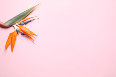 Photo of Bird of paradise tropical flower on pink background, top view. Space for text