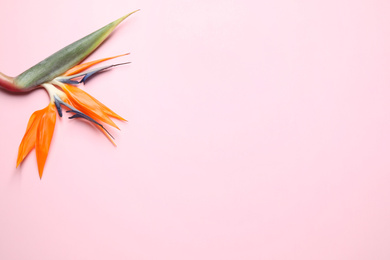 Bird of paradise tropical flower on pink background, top view. Space for text