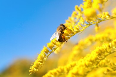 Photo of Honeybee collecting nectar from yellow flower outdoors against light blue sky, closeup. Space for text