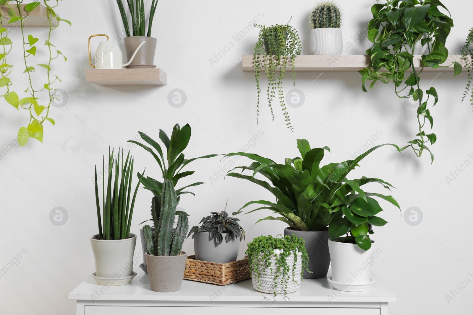 Photo of Green houseplants in pots and watering can near white wall