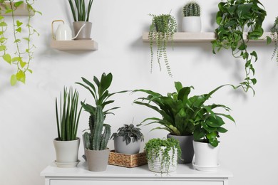 Photo of Green houseplants in pots and watering can near white wall