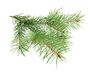 Branch of Christmas tree on white background