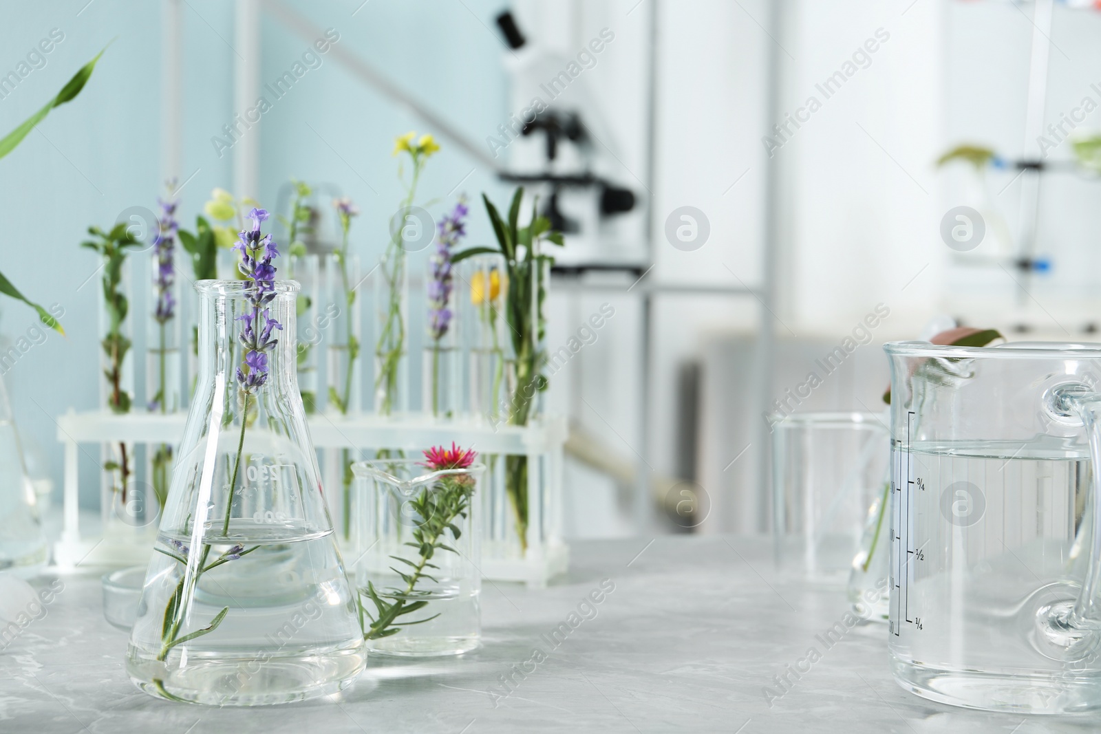 Photo of Laboratory glassware with different plants on table indoors