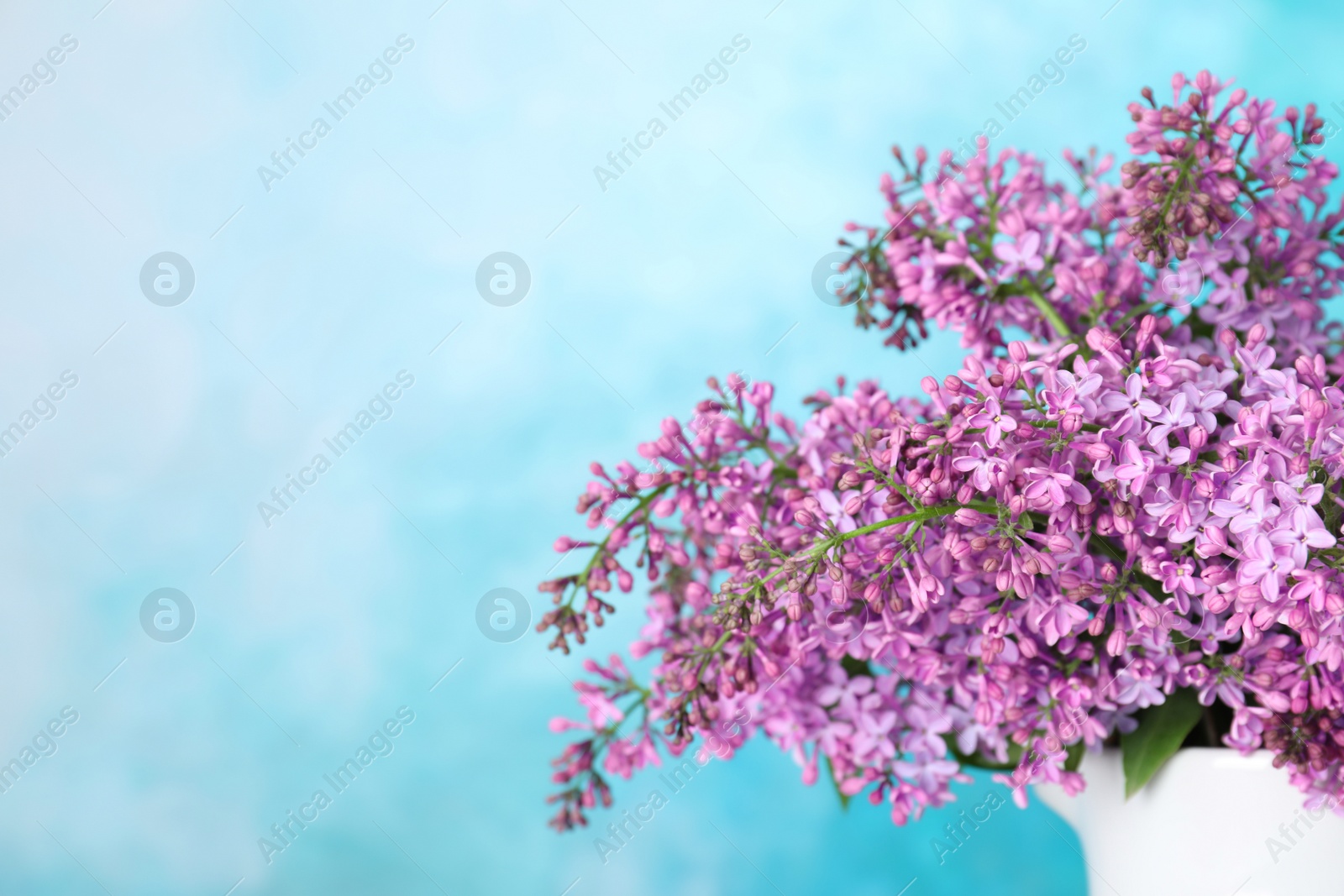 Photo of Blossoming lilac flowers in porcelain pitcher against color background, closeup. Space for text