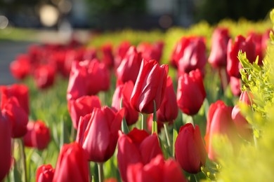 Photo of Beautiful red tulips growing outdoors on sunny day, closeup