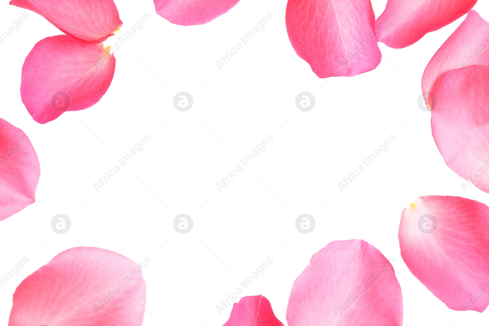 Photo of Fresh pink rose petals on white background, top view