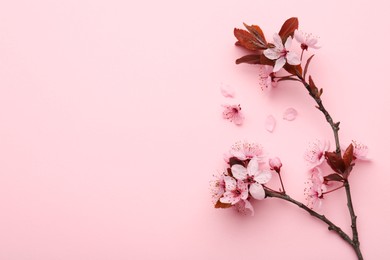 Photo of Spring tree branch with beautiful blossoms on pink background, top view. Space for text