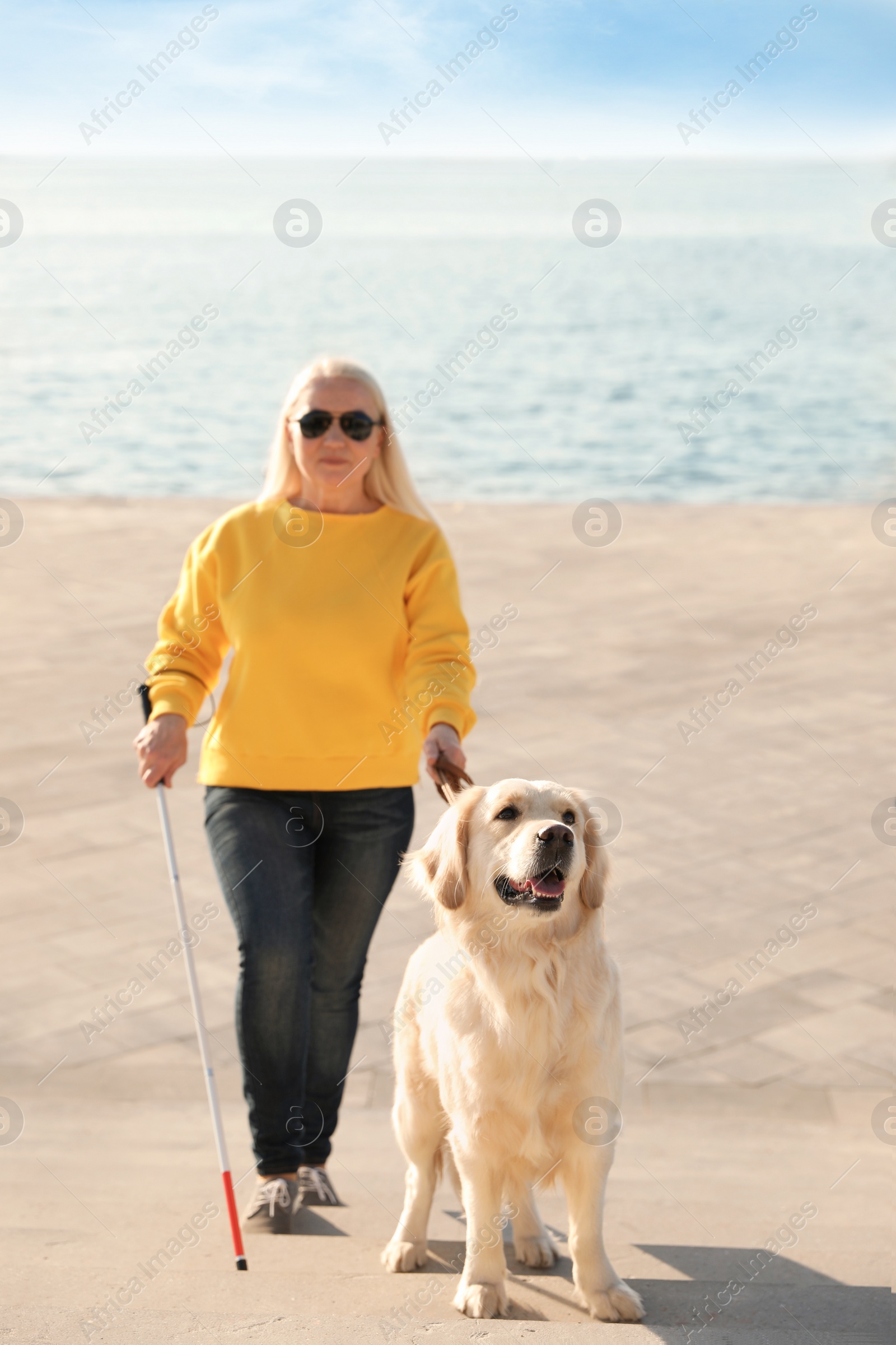 Photo of Guide dog helping blind person with long cane going up stairs outdoors