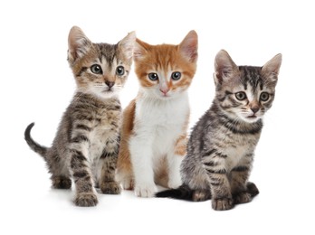 Image of Group of cute little kittens on white background