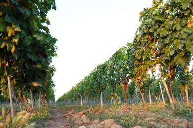 Photo of Beautiful view of vineyard rows at sunset