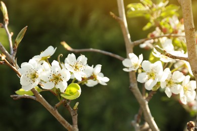 Photo of Closeup view of pear tree blossoms outdoors on sunny day