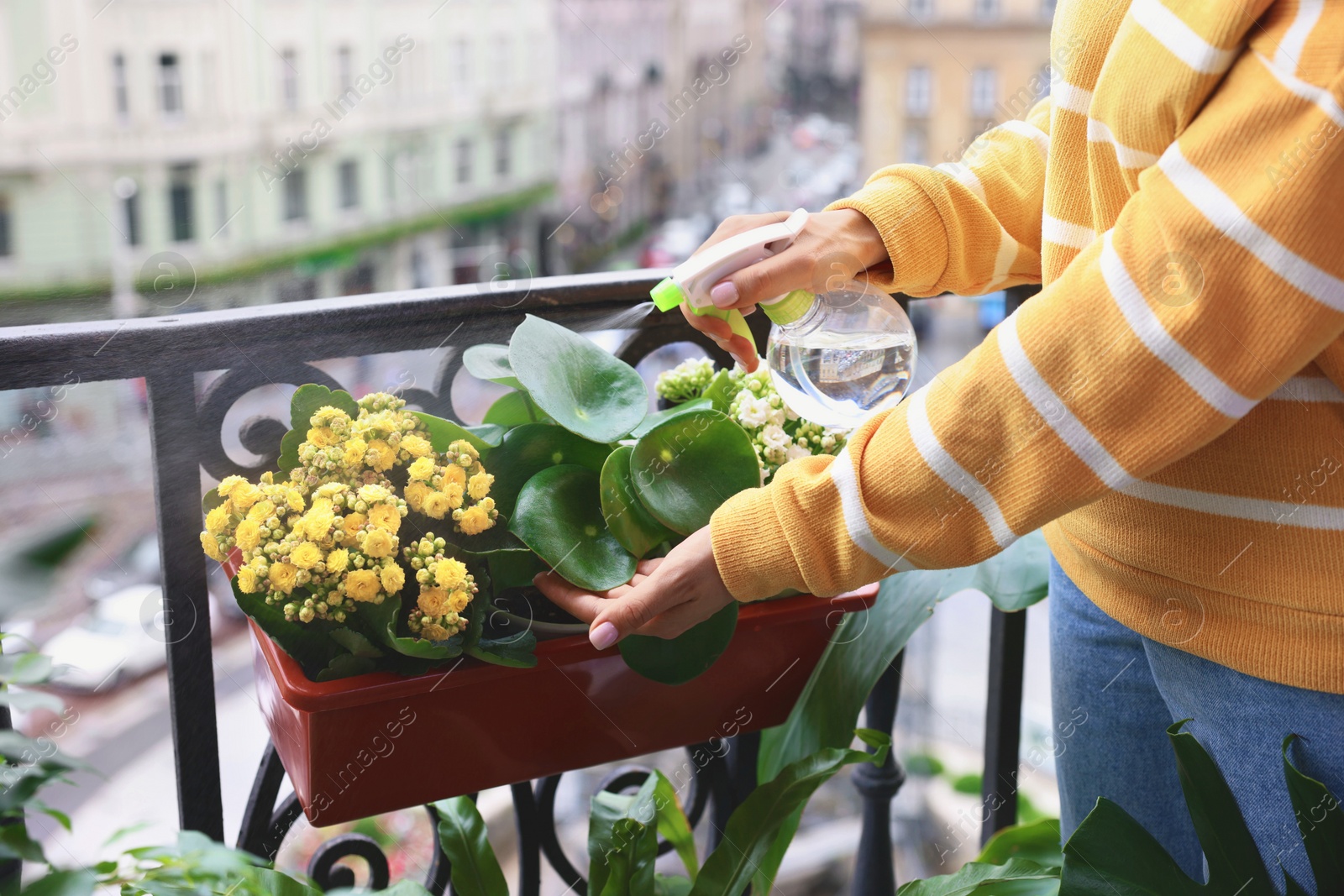 Photo of Woman spraying beautiful potted houseplants with water on balcony, closeup