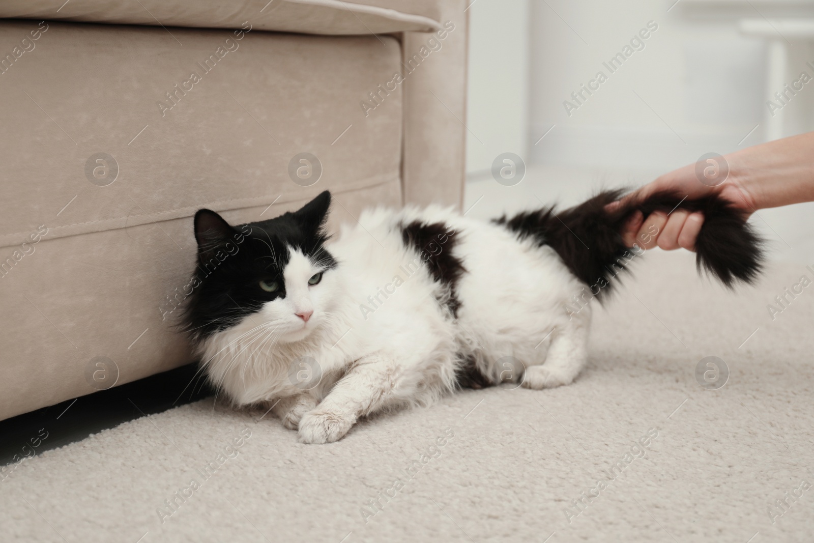 Photo of Woman hurting cat at home, closeup of hand. Domestic violence against pets