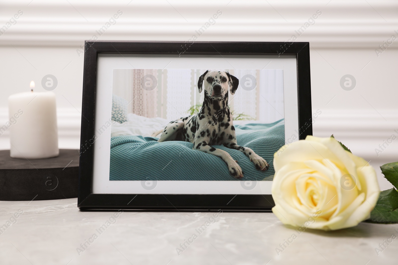 Photo of Frame with picture of dog, burning candle and rose flower on light grey table, closeup. Pet funeral