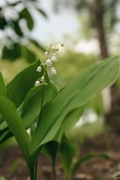 Photo of Beautiful lily of the valley flower growing in garden, closeup