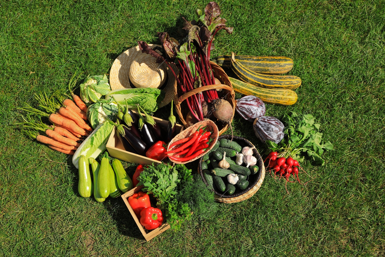 Photo of Different fresh ripe vegetables on green grass, flat lay