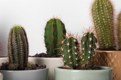 Different cacti in pots on white background