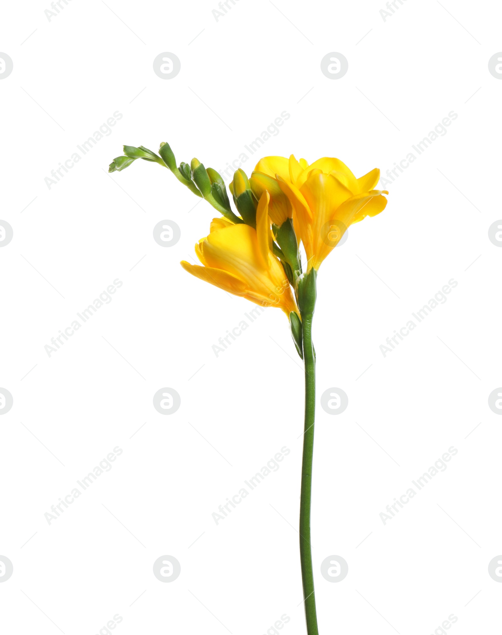 Photo of Beautiful yellow freesia flower isolated on white