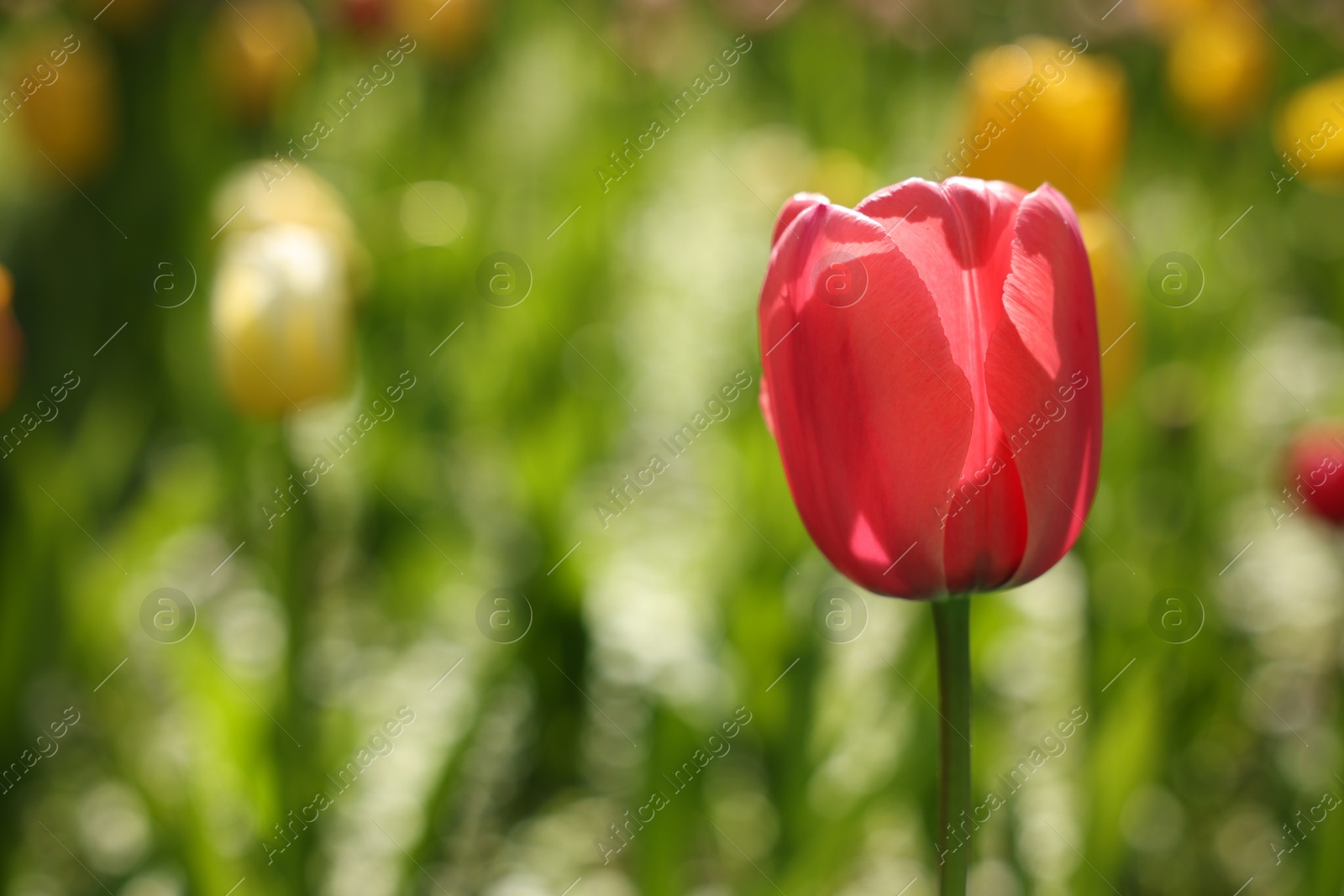 Photo of Beautiful bright tulip growing outdoors on sunny day, closeup. Space for text