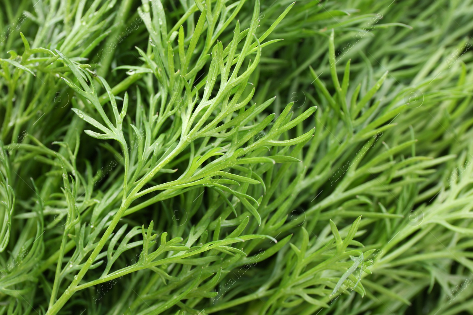 Photo of Sprigs of fresh dill as background, closeup view