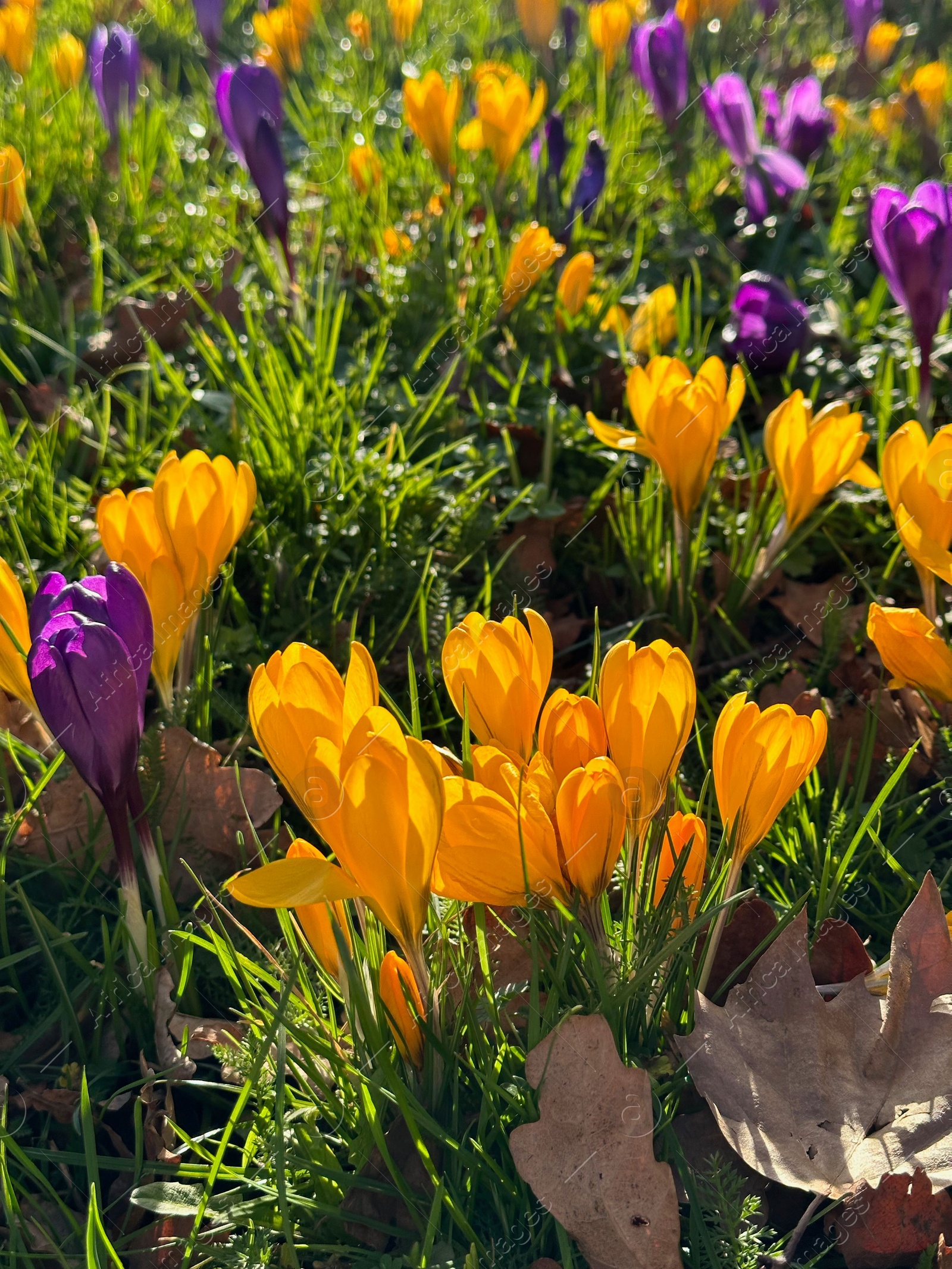 Photo of Beautiful yellow and purple crocus flowers growing in grass near autumn leaves on sunny day