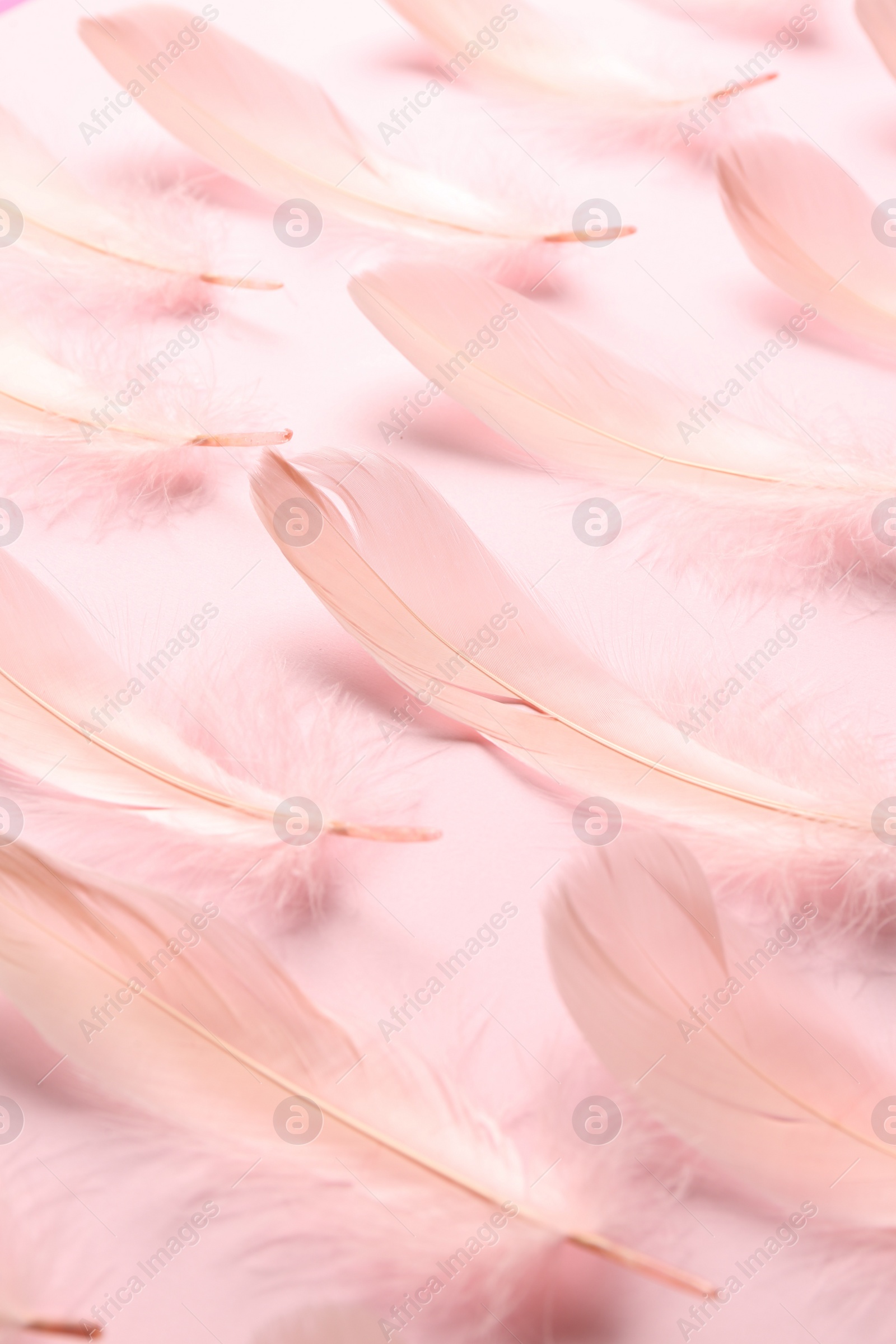 Photo of Beautiful feathers on light pink background, closeup