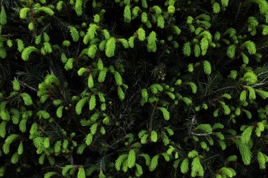 Photo of Beautiful green coniferous tree as background, closeup