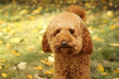 Photo of Cute dog on grass with autumn dry leaves outdoors