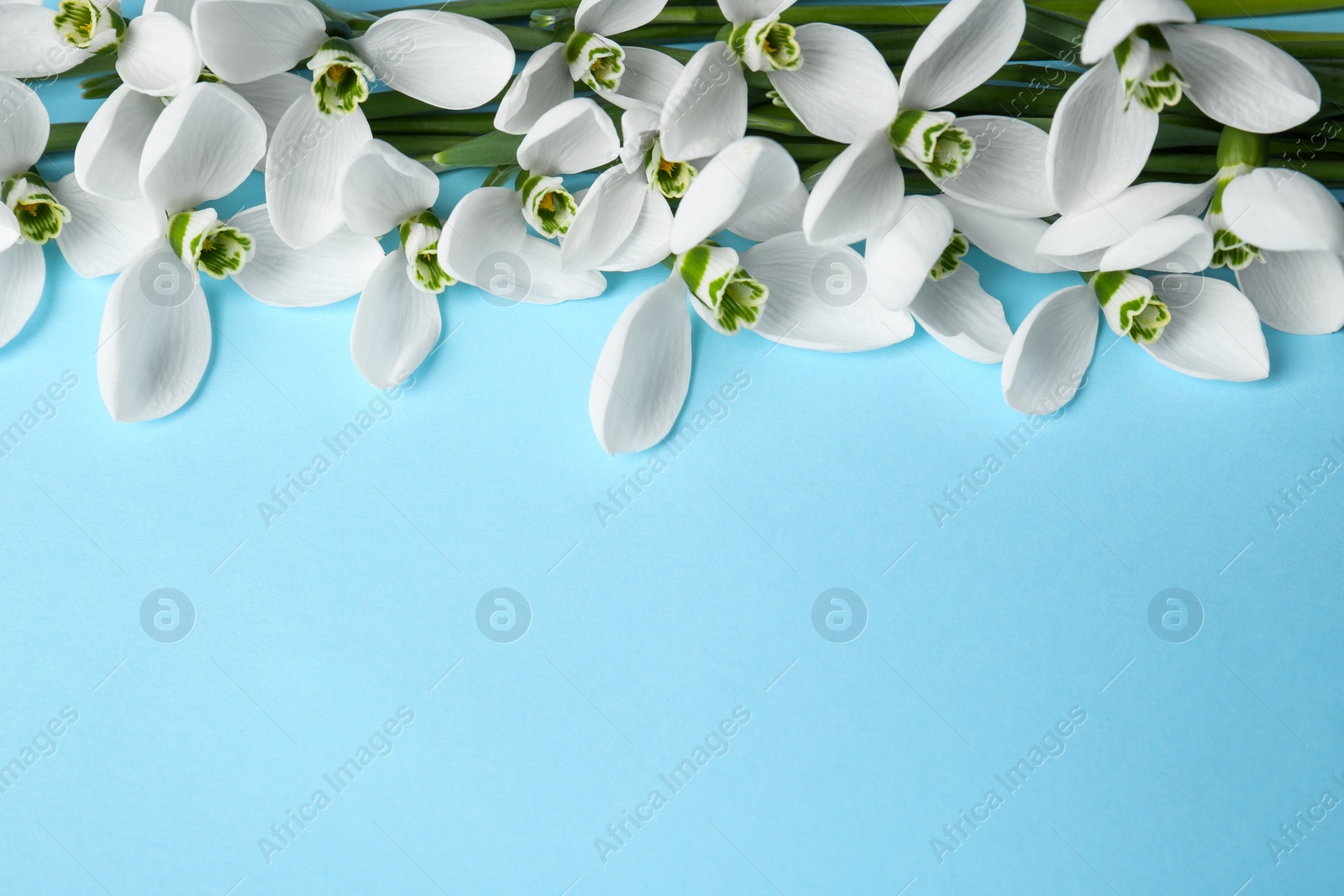 Photo of Beautiful snowdrops on light blue background, space for text