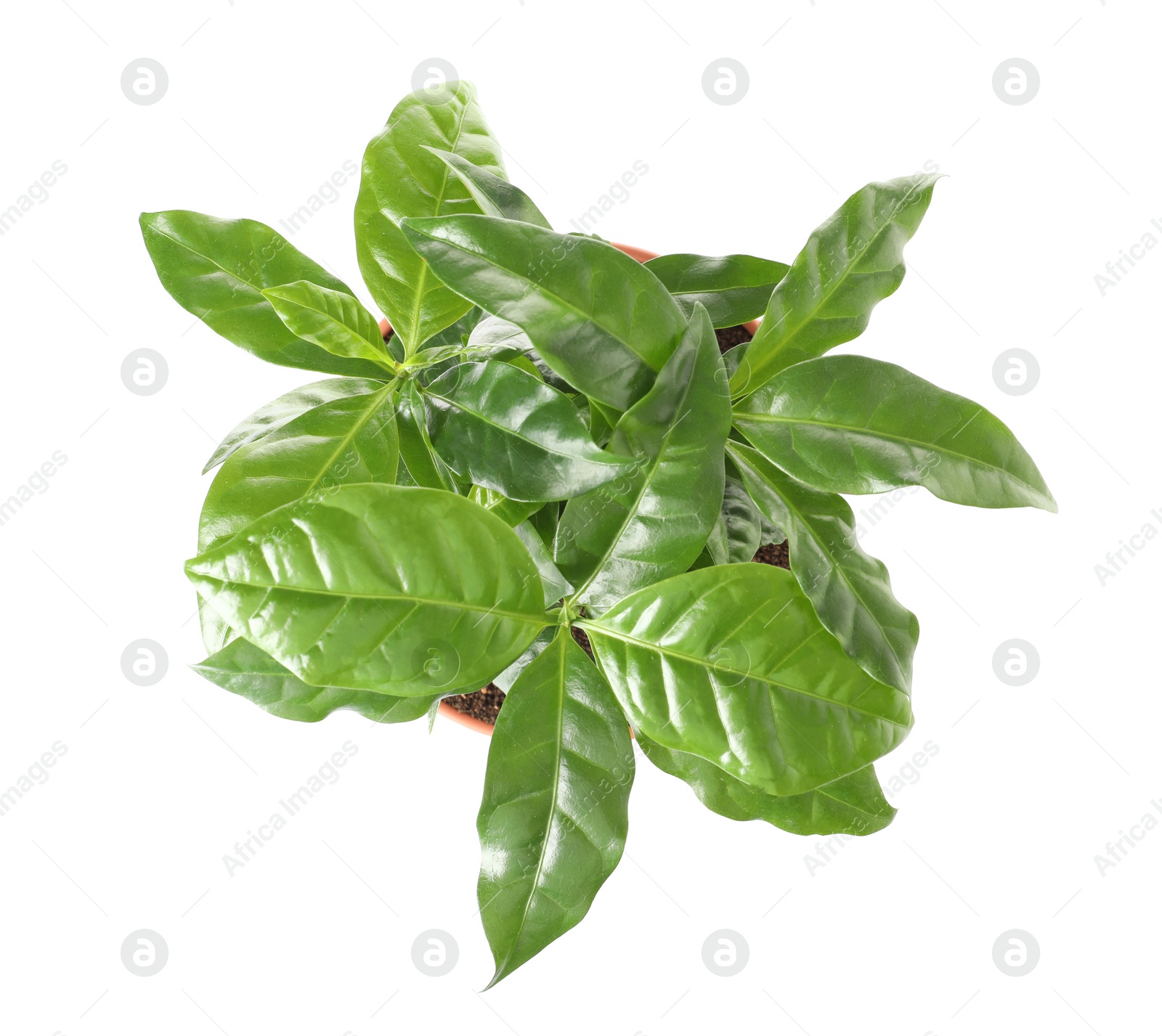 Photo of Fresh coffee green leaves on white background, top view