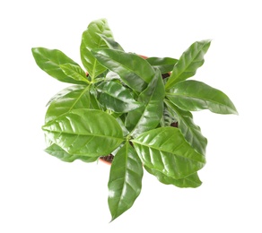 Photo of Fresh coffee green leaves on white background, top view