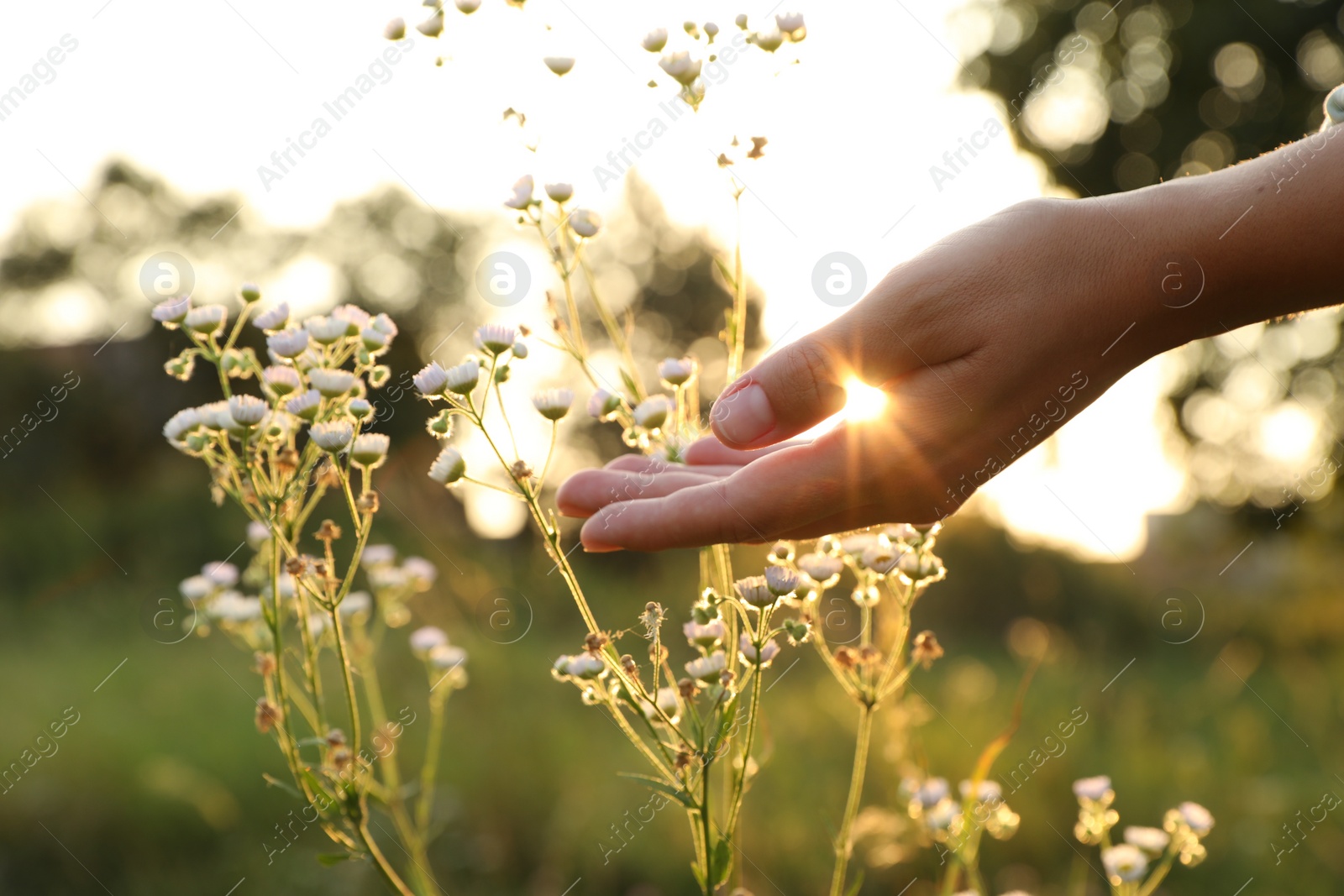 Photo of Woman walking through meadow and touching beautiful white flowers at sunset, closeup