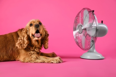 Photo of English Cocker Spaniel enjoying air flow from fan on pink background. Summer heat