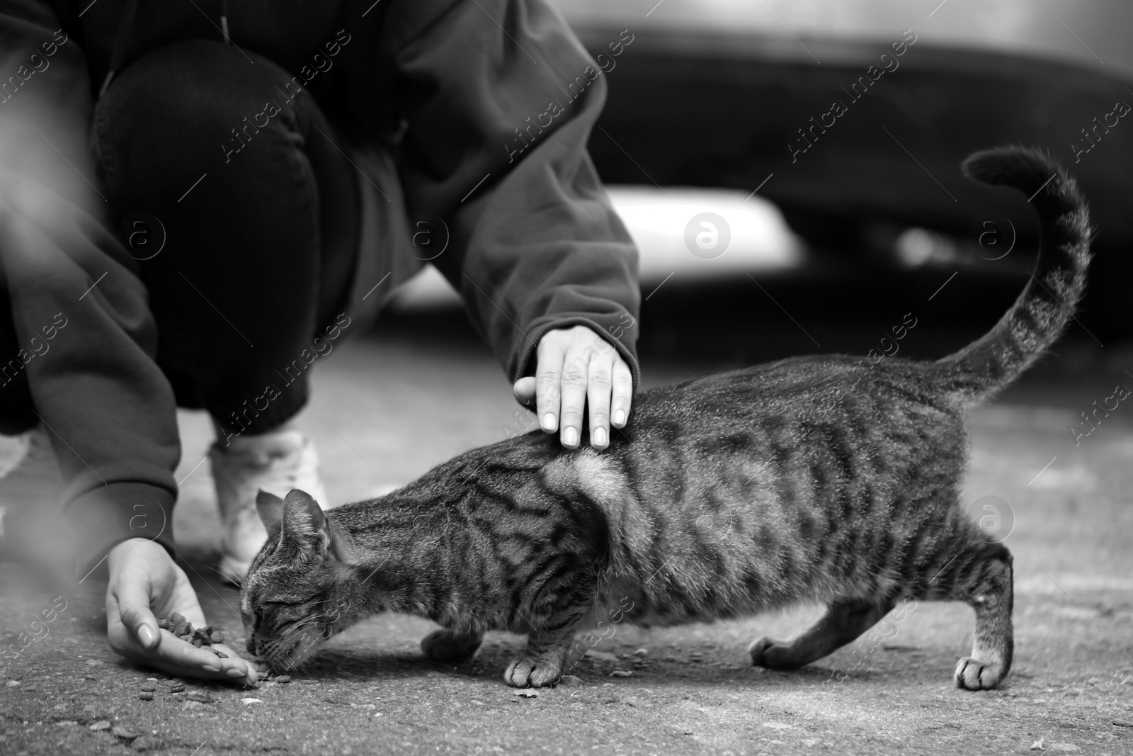Photo of Woman feeding homeless cat outdoors. Black and white effect