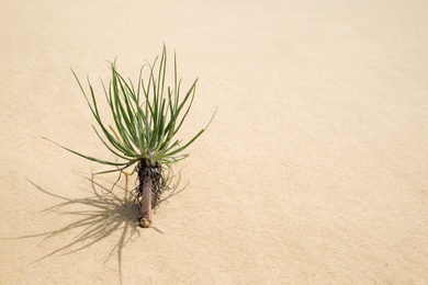 Yucca plant growing in white sandy desert. Space for text