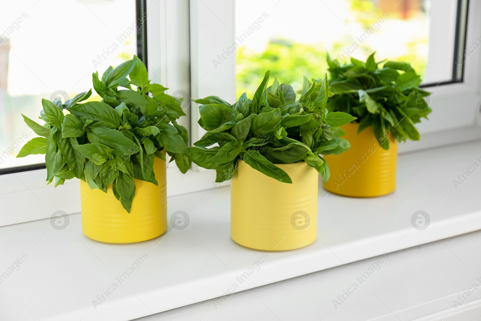 Photo of Fresh green basil in pots on white window sill