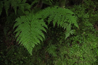 Green fern growing in forest, above view