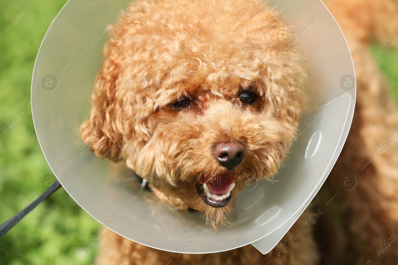 Photo of Cute Maltipoo dog with Elizabethan collar outdoors, closeup