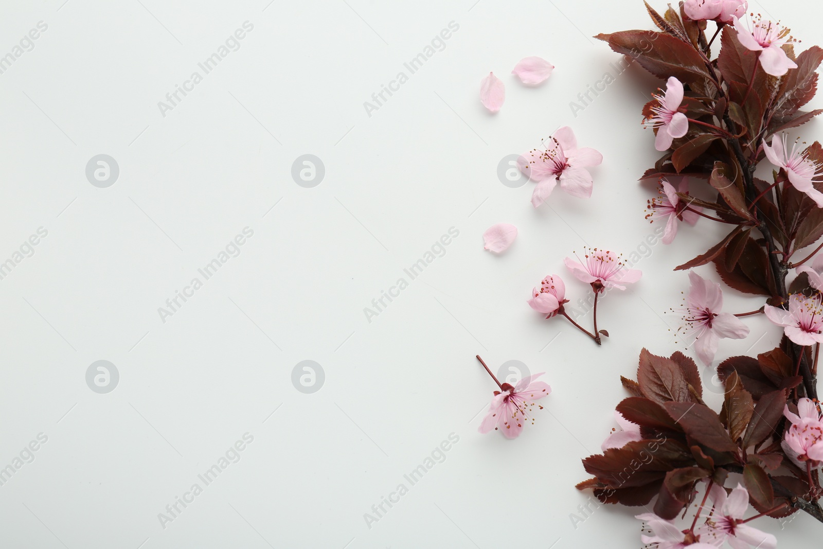 Photo of Spring season. Beautiful blossoming tree branch, flowers and petals on white background, flat lay. Space for text