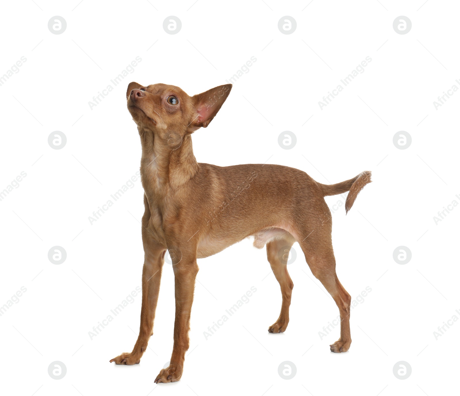 Photo of Cute toy terrier isolated on white. Domestic dog